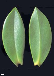 Veronica insularis. Leaf surfaces, adaxial (left) and abaxial (right). Scale = 1 mm.
 Image: W.M. Malcolm © Te Papa CC-BY-NC 3.0 NZ